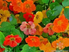 50+ Dwarf Whirlybird Double Mix Nasturtium Seeds for Garden - FAST SHIPPING!