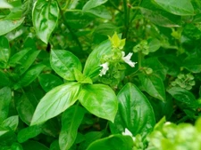 Clove Scented Basil Seeds, NON-GMO, Tree Basil, Himalayan Basil, FREE SHIPPING