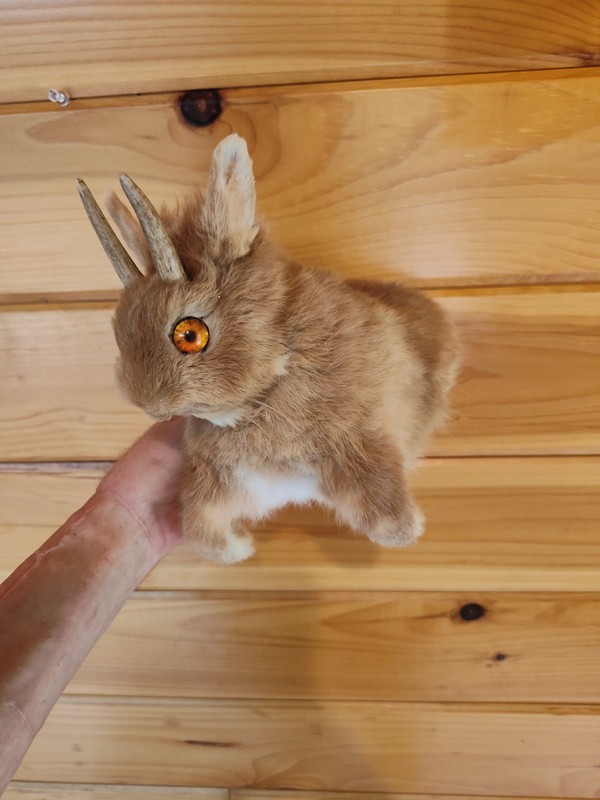 Taxidermy jackalope rabbit bunny mount oddity curiosity decor 