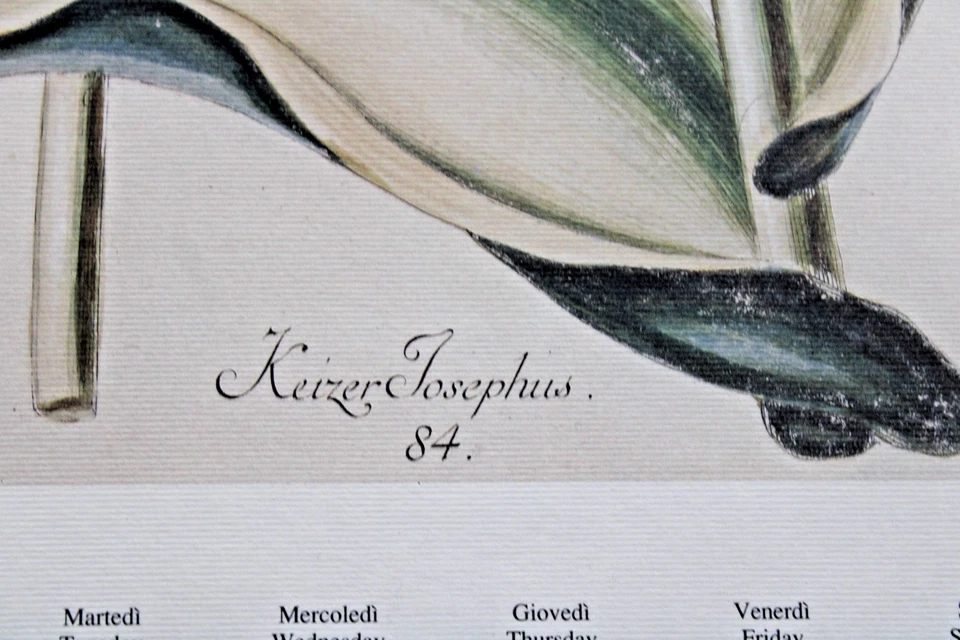 De Colección Fridericus Rex Tulipa Italia 1996 Calendario Botánica Arte Sin Marco 19x13 Lote/2 Foto 4 de 4