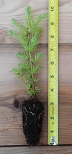 10 Japanese Larch (Larix kaempferi) - Bonsai or Landscape 5 - 10 Inches Tall