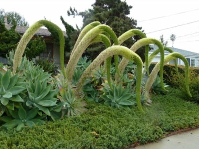 Agave attenuata, Foxtail Agave, Beautiful Soft Agave - 10 to 100