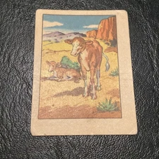 1951 Post Hopalong Cassidy #36 Dogies VG Wild West Trading Card Post Cereal Cow