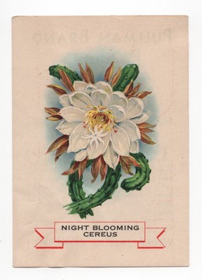 1920s Night Blooming Cereus Flower Trading Card Weber Bread D35? Like S49 Silks