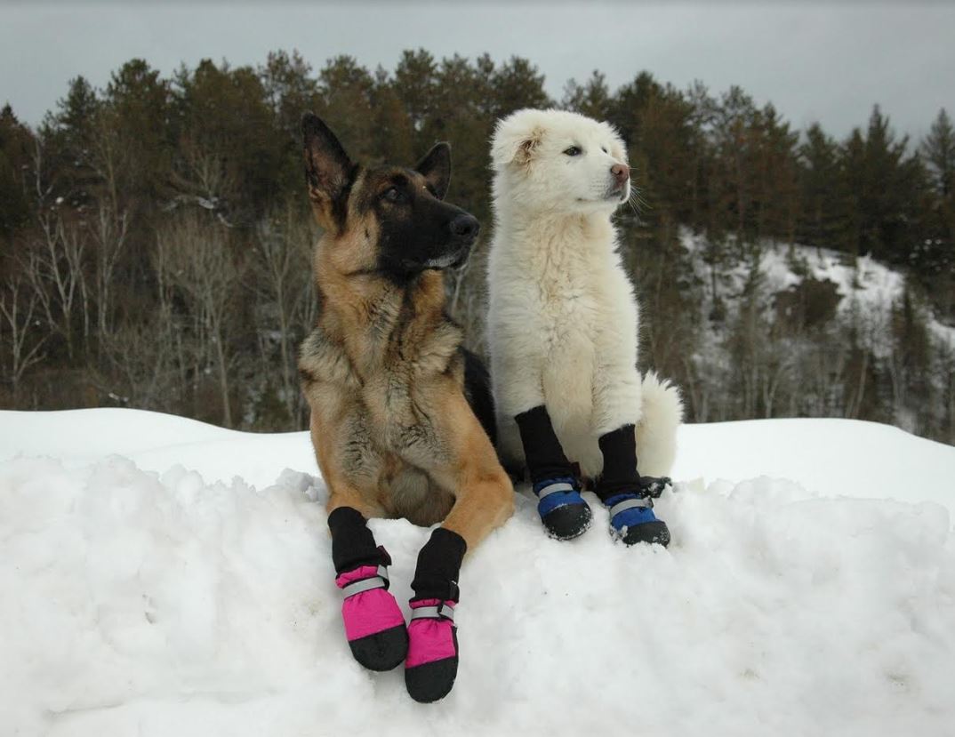 Muttluks Original Fleece-Lined IB to XXL Dog Boots, 4 Pack | eBay