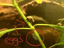 15 Live Bladder Pond Snails great algae eaters or food for puffers    