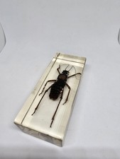 Real Life Bugs & Insects Collection: Migratory Locust in Resin