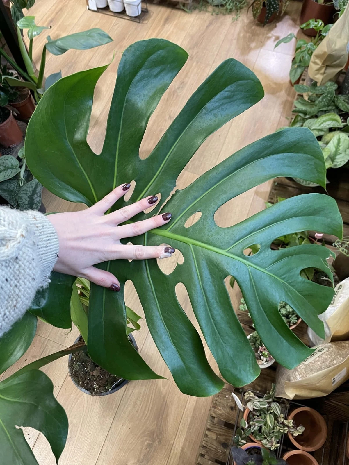 10 Large Monstera Deliciosa Cuttings - Swiss Cheese Plant - Free Shipping
Opens in a new window or t