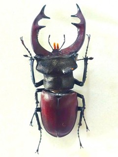 LUCANUS CERVUS CERVUS MALE HUGE!!! 74MM REDDISH!!! LUCANIDAE FRANCE RARE!!!