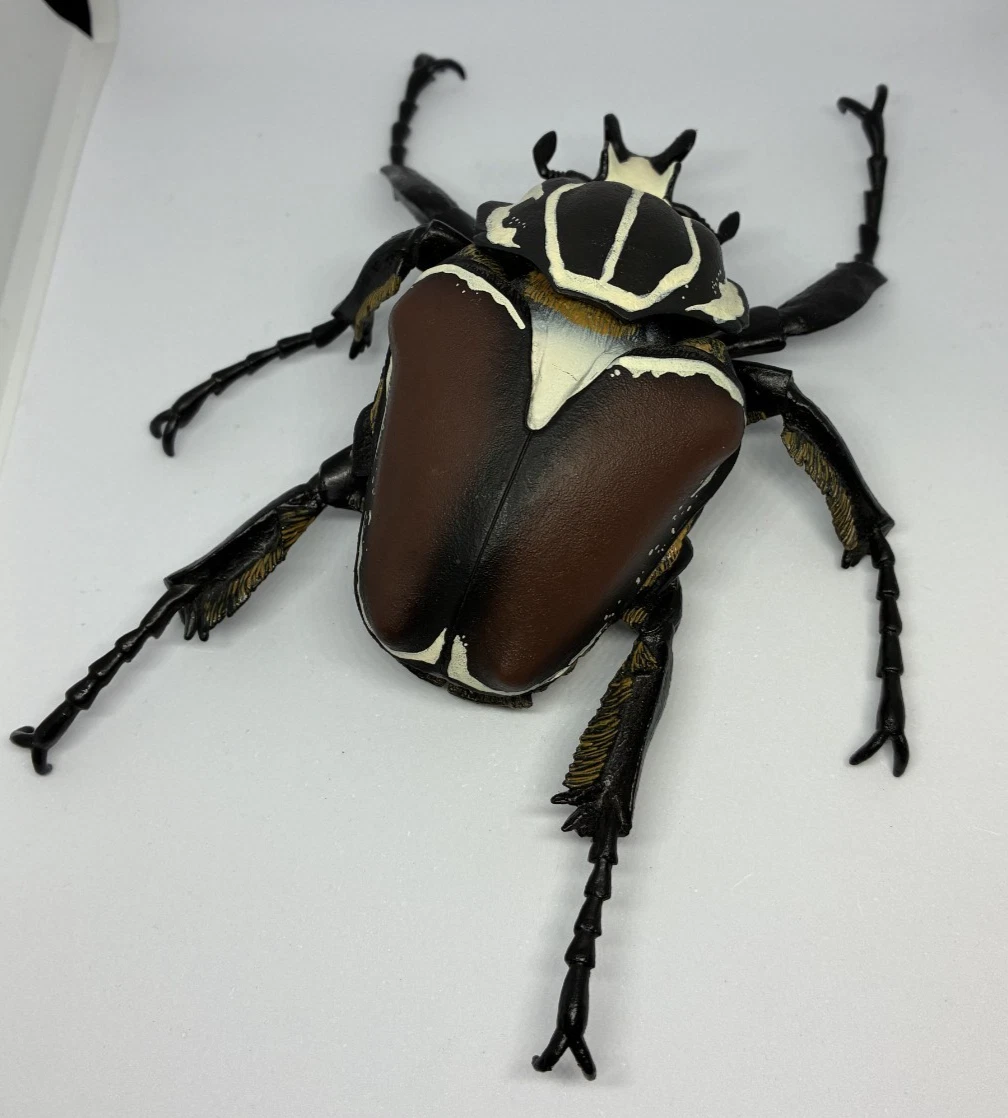 Goliathus Beetle for sale | eBay