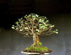 Bonsai Solitr | eBay.de