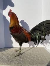 Double H Gamefarm – ¾ Brownred × ¼ Hatch Stag | Band 1786 | Not Actual Price