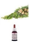 Pure Essential Oil CYPRESS Natural Food/Cosmetic Use AROMATHERAPY