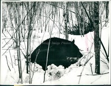1975 Photo Black Bear Found Waking From Hibernation In Sanborn Wi Animals 8X10