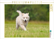 CALVENDO Puzzle Welpe 5 - Islandhund 1000 Teile Lege-Gr e 64x48cm Foto-Puzzle