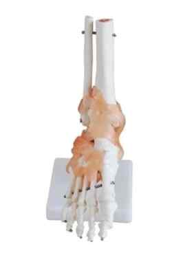 Life-Size Foot Joint with Ligaments.Model for Education