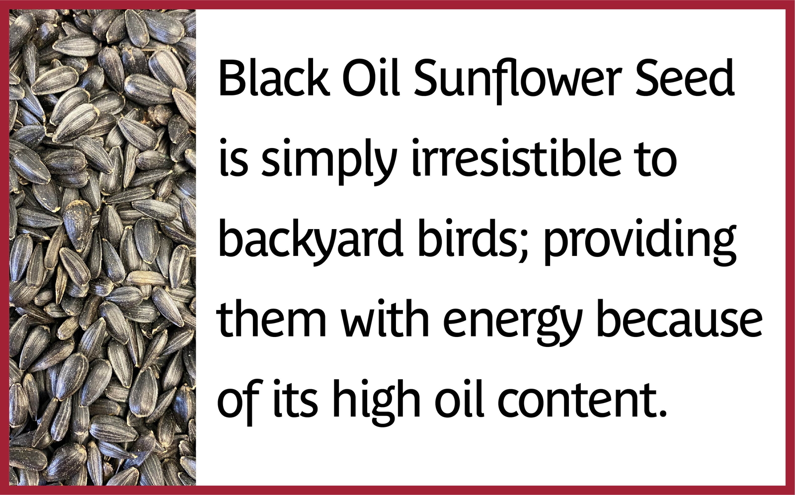 Select Black Oil Sunflower Seed Dry Wild Bird Feed, 40 Lb. Bag, 1 Pack