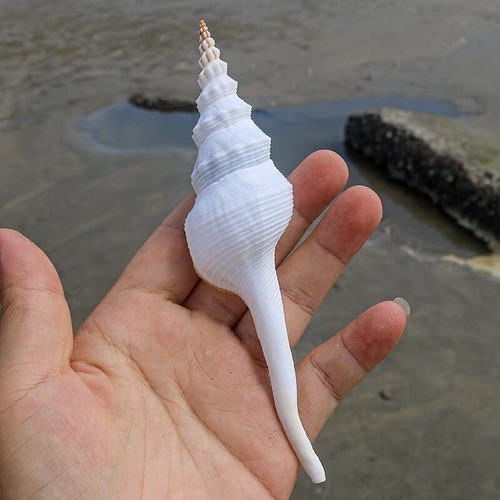 Counch Shell Fish 1X Natural Spiral Sea Snail Conch Shell Fish Tank Ornament Aquarium ...