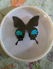 Schmetterling Pr&auml;parat Aus Schmetterling Museum Wanddeko Gothic
