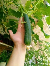 Seeds Cucumber April F1 Self-pollinating Early Giant Vegetable Organic Non GMO 