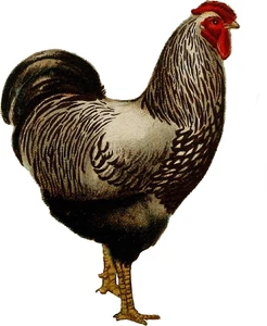 Chicken Chickens Farm Animal Self Adhesive Vinyl Sticker