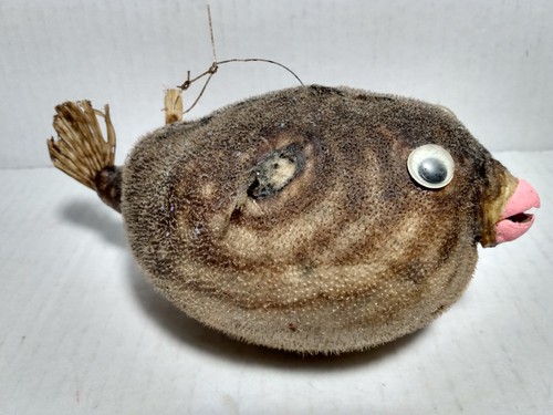 Dried Preserved Puffer Fish Parrot Blowfish Googly Eyes ~ Vintage