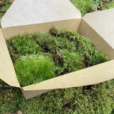 Live Assortment of Moss For Fairy Gardens, Terrarium Sustainably Harvested