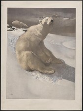 A polar bear on snow,another polar bear walking in background / Carl Ede...