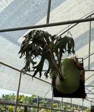 Platycerium Maprao Kaew (Ssfong Spore 1 From Tonkla)