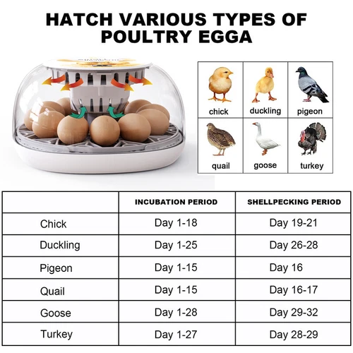 Eggs Incubator Chicken Quail Hatcher Incubators Automatic/Manual Hatching Eggs - Picture 60 of 78