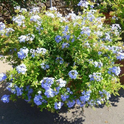Plumbago Capensis Dentelaire Du Cap Ebay