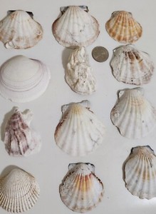 8 Scallop Seashells Plus 4 Other Seashells, 1 Might be Fossilized Seashell   002