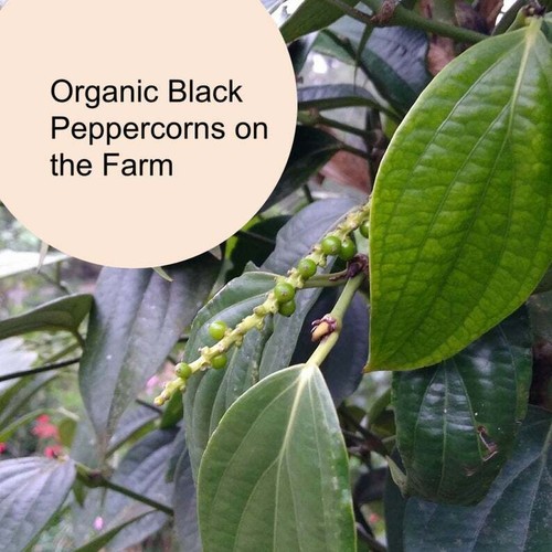 Organic Black Malabar Pepper (Whole Peppercorns) - Picture 3 of 12