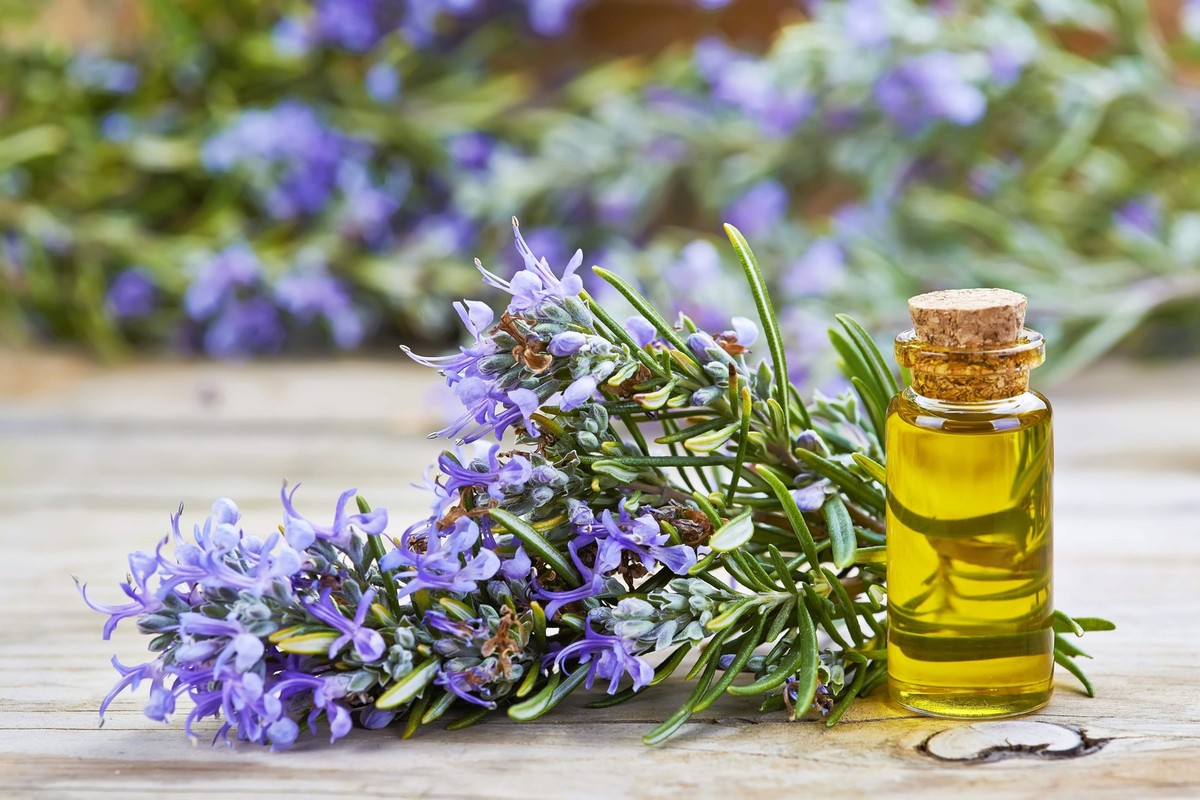 100 ROSEMARY Rosmarinus Officinalis Herb Flower Seeds | eBay