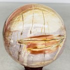 Natural Petrified Wood Polished Stone Quartz Crystal Sphere Ball Healing 1480G — photo 10