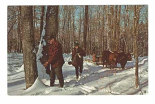 Sugaring In Vermont Maple Trees Spring Holes Spouts Buckets Cows #Postcard