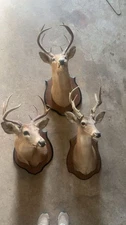 Three White Tail Shoulder Mounts Perfectly Done Taxidermy! Great for Display