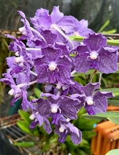 Vanda Mem. Erika Heuring, Purple Fragrant Vanda Orchid  division 6 available