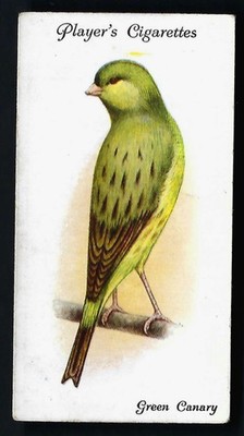SPIELER - VOLIERE UND KÄFIGVÖGEL - #8 GRÜNER KANARIENVOGEL