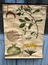 Affiche Ancienne Scolaire Vintage & Ecole Dr Auzoux School Poster le Chene N 91