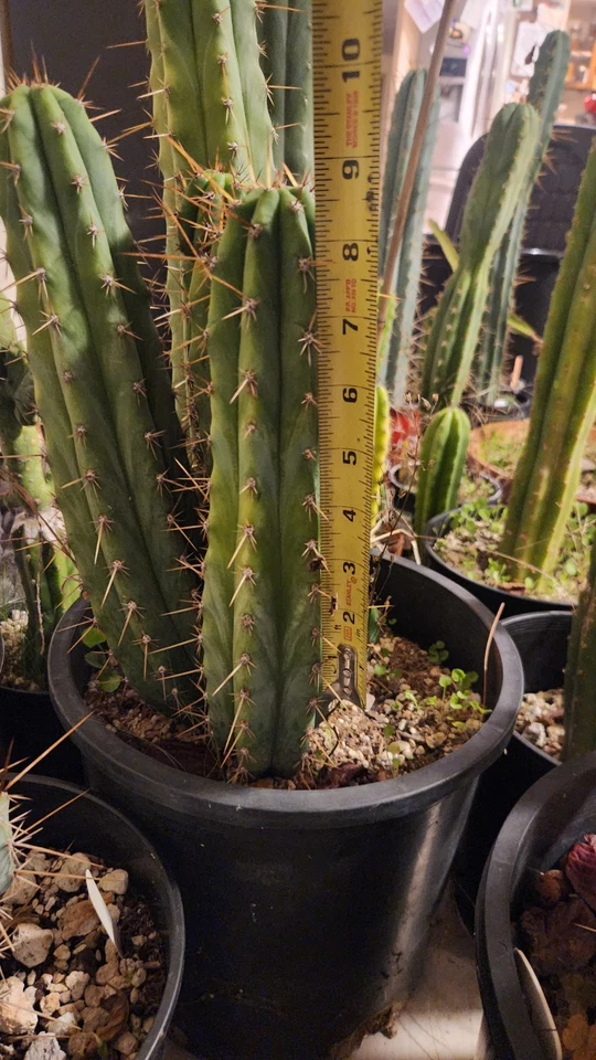 Echinopsis Cactus (TPQC X Ecuador) Corte de cactus vivos 8 pulgadas Corte de punta ornamental Foto 3 de 4