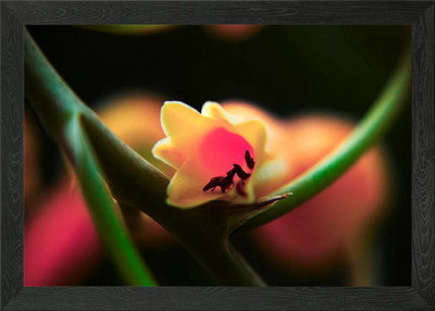 Nahaufnahme Agave Kaktus Blume gerahmt Wandbild Poster Leinwanddruck Bild
