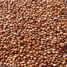 SeedRanch Egyptian Wheat Seed "Excellent for Quail" - 5 Lbs. Deer Screen