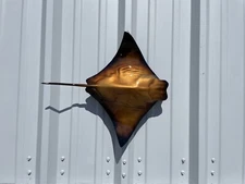 20" Cownose Ray Half Mount Replica - Quick Production