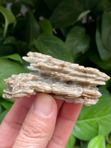 78g Natural GoBi stone wind-carved stone Bonsai stone collection china - Bild 8 von 12