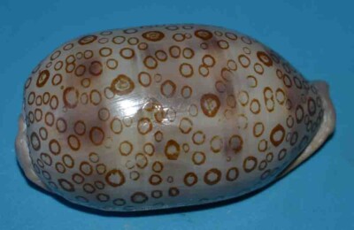SEA SHELL - MUSCHELN - CYPRAEIDAE - CYPRAEA ARGUS CONTRASCA - 81,40mm
