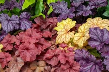 1200 MIXED COLORS CORAL BELLS HEUCHERA Shade Flower Seeds *Flat S/H