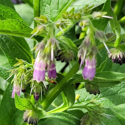 Russian Bocking 14 (Symphytum × uplandicum) 1-3 inch 20 Comfrey Root Cuttings