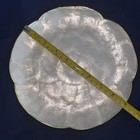 1970s Vintage Capiz Shell  Tray Bowl Vanity Trinket Tray Windowpane Oyster — photo 8