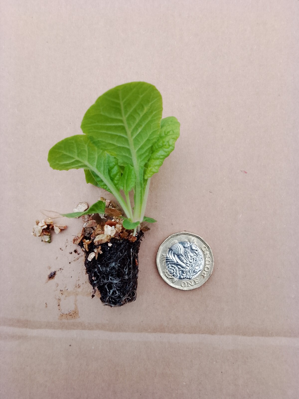 12 Winter Flowering Pansy Citrus Mixed Hanging Basket Bedding Plug